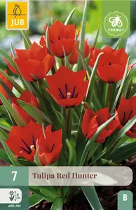Tulp 'Red Hunter'