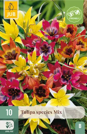 Tulp 'Species' - Mix