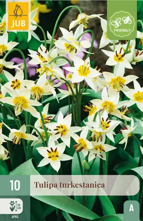 Tulp 'Turkestanica'
