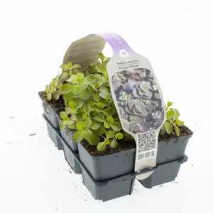 Vetkruid 'Purple Winter' - P9cm - afbeelding 2