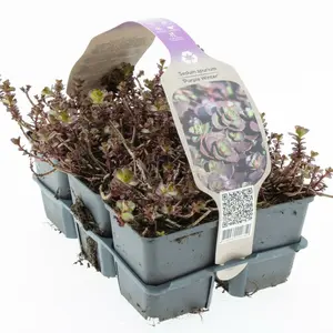 Vetkruid 'Purple Winter' - P9cm - afbeelding 3