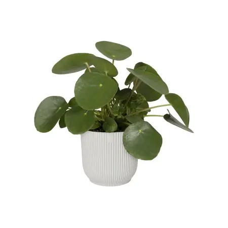 VIBES FOLD RO 16CM ZIJDEWIT - afbeelding 3