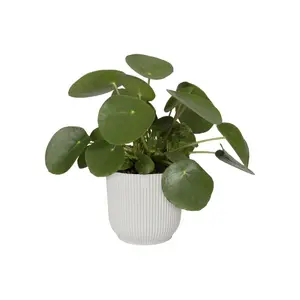 VIBES FOLD RO 16CM ZIJDEWIT - afbeelding 3