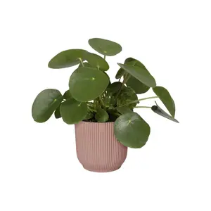 VIBES FOLD RO 18CM DELICAAT ROZE - afbeelding 5