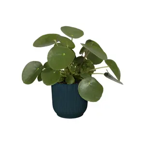 VIBES FOLD RO 18CM DIEPBLAUW - afbeelding 5
