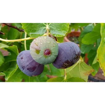 Vijg 'Brown Turkey' - P11cm - afbeelding 2