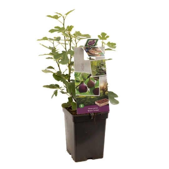 Vijg 'Brown Turkey' - P18cm