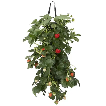 VIOLEN IN WANDHANGER - afbeelding 1