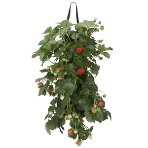 VIOLEN IN WANDHANGER - afbeelding 3