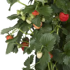 VIOLEN IN WANDHANGER - afbeelding 3