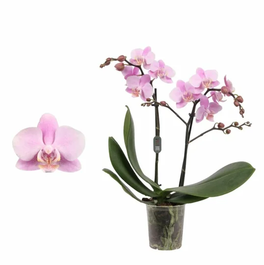 Vlinderorchidee 'Beaution' - 2 Takken