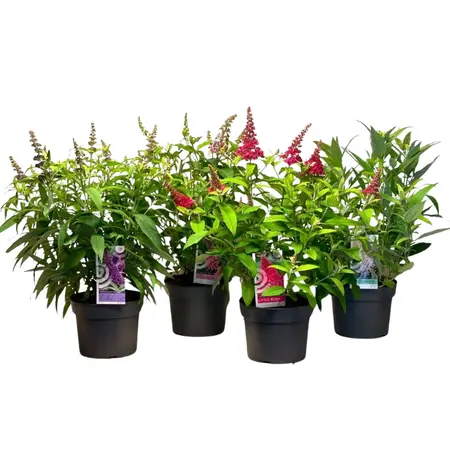 Vlinderstruik (Lage) - Diverse Kleuren - P19cm