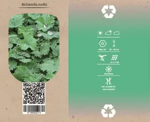 Vrouwenmantel - P9cm - afbeelding 4