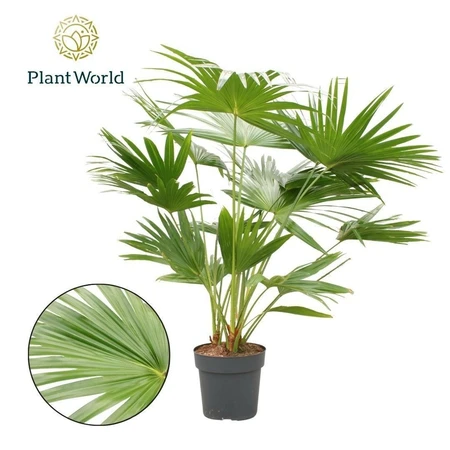 Waaierpalm - P27cm