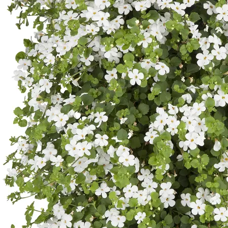 WANDHANGER BACOPA - afbeelding 2