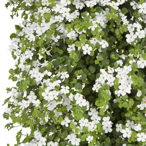 WANDHANGER BACOPA - afbeelding 2
