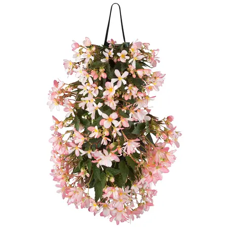 WANDHANGER BEGONIA - afbeelding 1