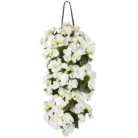 WANDHANGER BEGONIA - afbeelding 2