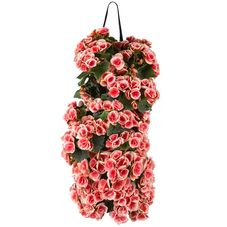 WANDHANGER BEGONIA - afbeelding 3