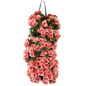 WANDHANGER BEGONIA - afbeelding 3