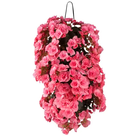WANDHANGER BEGONIA - afbeelding 4