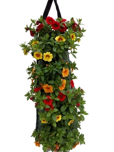 WANDHANGER CAPSICUM
