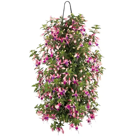 WANDHANGER FUCHSIA - afbeelding 2