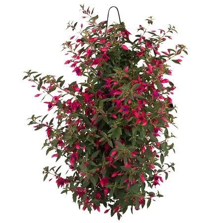 Wandhanger Fuchsia - afbeelding 1