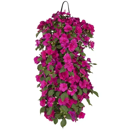 WANDHANGER IMPATIENS - afbeelding 3