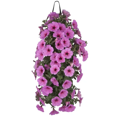 WANDHANGER PETUNIA - afbeelding 1