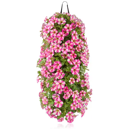 WANDHANGER PETUNIA - afbeelding 3