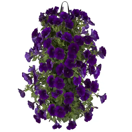 WANDHANGER PETUNIA - afbeelding 5