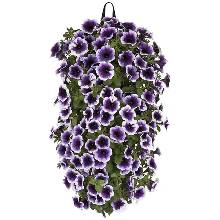 WANDHANGER PETUNIA - afbeelding 6