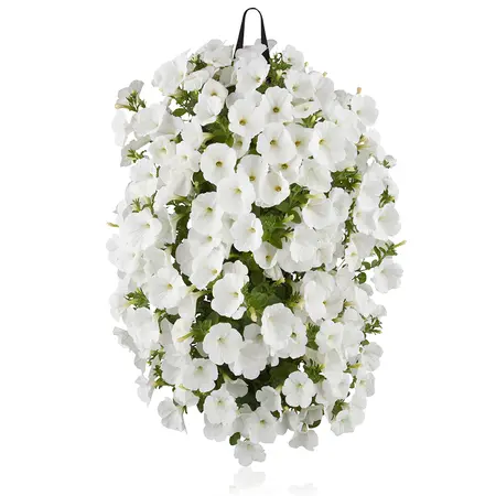 WANDHANGER PETUNIA - afbeelding 7