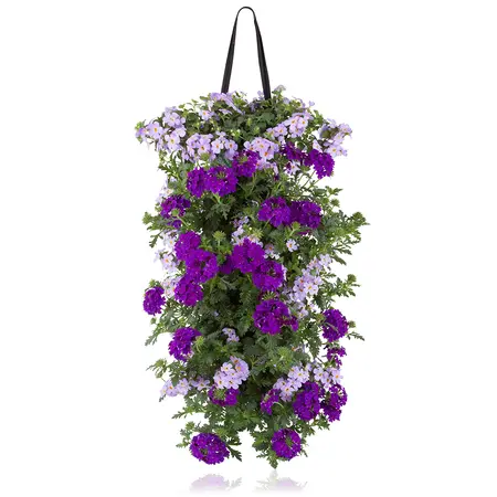 WANDHANGER VERBENA/BACOPA - afbeelding 2