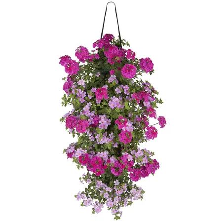 Wandhanger Verbena/Bacopa - afbeelding 1