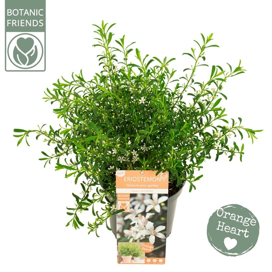 Wasbloem 'Flower Girl White' - afbeelding 1