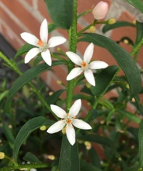 Wasbloem 'Flower Girl White' - afbeelding 2