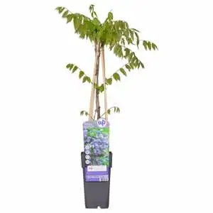 Wisteria Floribunda Black Dragon P15 - afbeelding 1