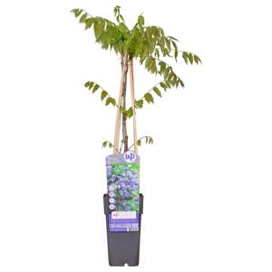 Wisteria Floribunda Black Dragon   P15 - afbeelding 1