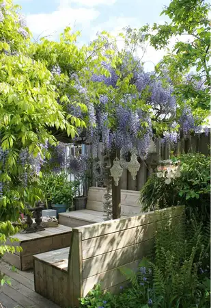 Wisteria Sinensis Caroline 1 Stok Wit  P15 - afbeelding 3