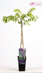 Wisteria Sinensis Prolific   P15 - afbeelding 1
