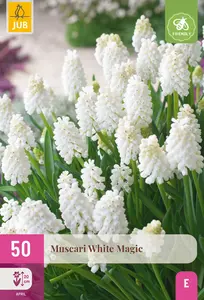 Witte Druifjes 'White Magic'