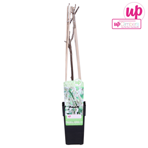 Witte Regen 'Longissima Alba' - P15cm - afbeelding 1