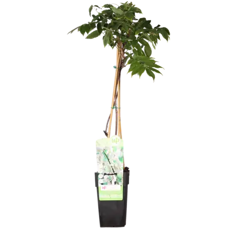 Witte Regen 'Longissima Alba' - P15cm - afbeelding 2