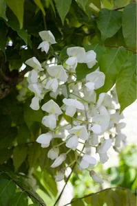 Witte Regen 'Longissima Alba' - P15cm - afbeelding 3