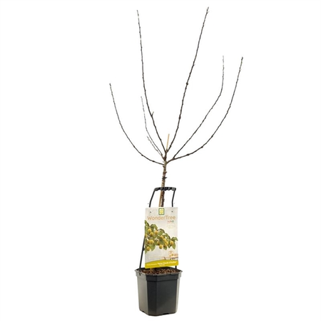 WONDER TREE R-CL. D'OULLINS - afbeelding 1