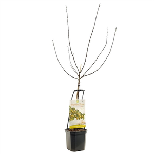 WONDER TREE R-CL. D'OULLINS - afbeelding 2
