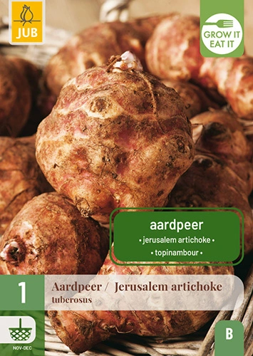 Aardpeer 'Jerusalem artichoke'