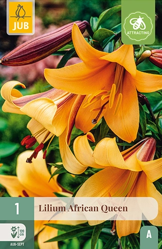 Lelie 'African Queen'